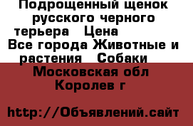 Подрощенный щенок русского черного терьера › Цена ­ 35 000 - Все города Животные и растения » Собаки   . Московская обл.,Королев г.